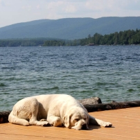 Dog on dock by lake